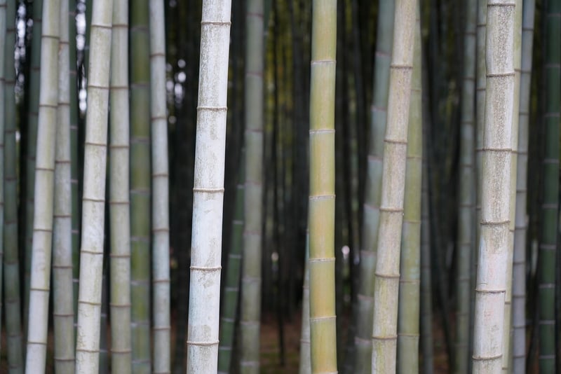 Bamboo Cutlery Set
